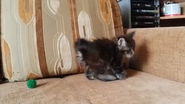 Котенок мейн кун 1 месяц смотреть онлайн