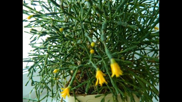 ЦВЕТОК ХАТИОРА    сукулент выращивание уход размножение.КОТЫ И ДАЧА