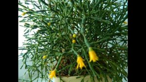 ЦВЕТОК ХАТИОРА    сукулент выращивание уход размножение.КОТЫ И ДАЧА