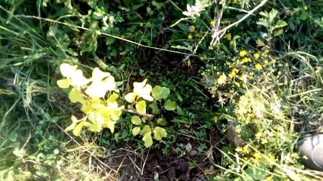 фундук в поле Тульская область смотреть онлайн