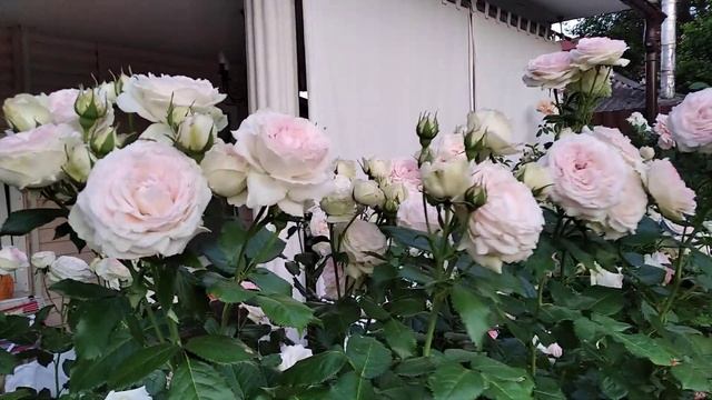 Лучшая роза в моем саду, мой номер один, румяный Pierre de Ronsard (Пьер де Ронсар) или же Eden Ros смотреть онлайн