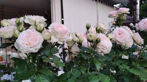 Лучшая роза в моем саду, мой номер один, румяный Pierre de Ronsard (Пьер де Ронсар) или же Eden Ros