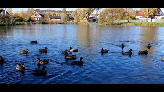 Золотая осень в Красном Селе (СПб) смотреть онлайн