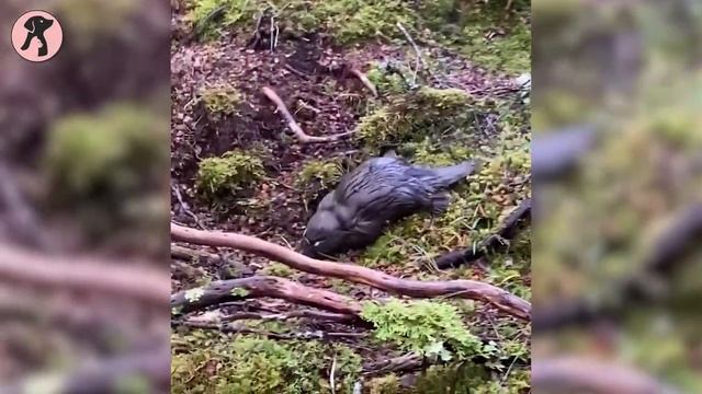 Everything About Platypus is Weird | Interesting Facts About Platypus! смотреть онлайн