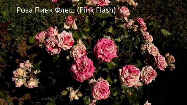 Розы первогодки "зажигают". Более 100 бутонов на каждом кусте - мощное цветение! смотреть онлайн