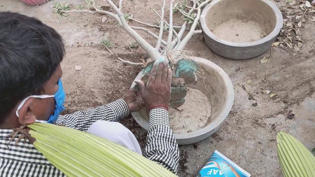 HOW TO CURE ROOT ROT IN ADENIUM PLANT DURING MONSOON#trending #adenium#bonsai#gardening смотреть онлайн