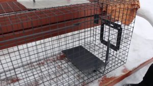 Как поймать кошку с помощью металлической котоловки