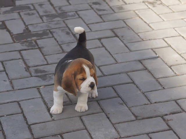 щенок мальчик бигль смотреть онлайн