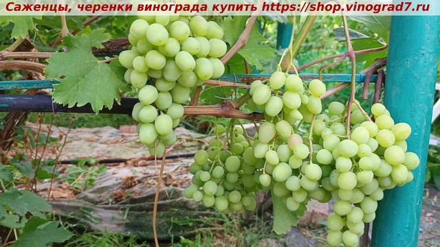 Парад окрашивания ультраранних сортов и ГФ винограда 9 июля - МИНОР смотреть онлайн