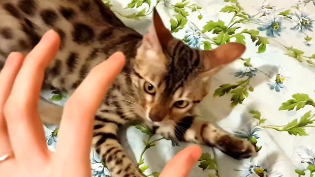 Бенгальский котенок играет. 4 месяца смотреть онлайн