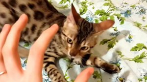 Бенгальский котенок играет. 4 месяца