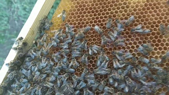 Матка после облёта. Как определить прошло ли спаривание с трутнем смотреть онлайн