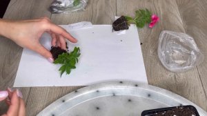 Новые черенки вегетативной Петуния Виста #милыйдом