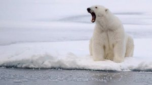 рычание разъяренногополярного белого медведя