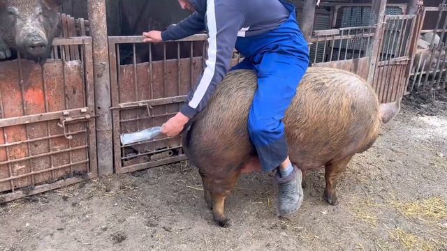 Искусственное осеменение! Первый опыт)Artificial Insemination! First Experience)