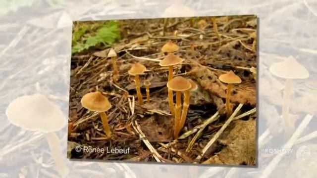 Cortinarius parvannulatus - fungi kingdom смотреть онлайн