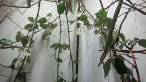 Шенбрунский зоопарк. Маскирующиеся под ветки насекомые.