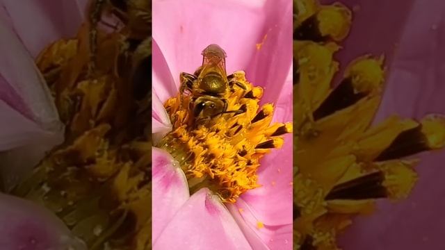 Golden Sweat Bee Halicta (Halictidae) Enjoys Pollen & Nectar. Do you like Bees? 16.october.2022. смотреть онлайн