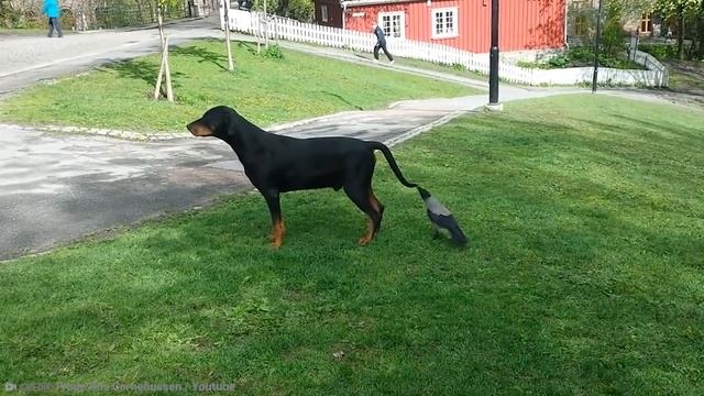 15 Times Animals Proved Size Does Not Matter смотреть онлайн