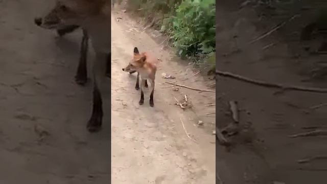 лесной гурман смотреть онлайн