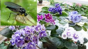 Комнатные мошки исчезнут на фиалках за 1 обработку! Рассказываю что не стоит делать чтобы не тратит