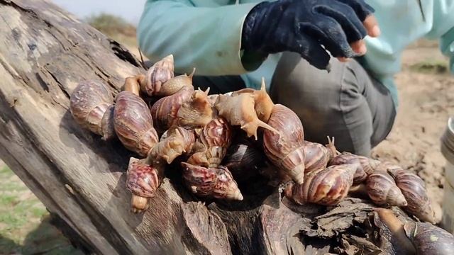 best hand fishing! catch strange snails and pick a lot of duck eggs in the fields near the road смотреть онлайн