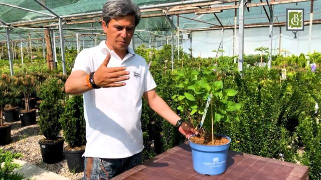 ГОРТЕНЗИЯ МАКРОФИЛА ОБЗОР И УХОД смотреть онлайн