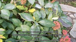 Болезни гортензии — желтеют или чернеют, сохнут листья