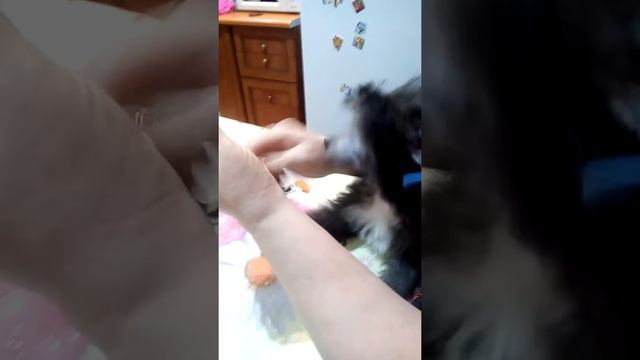 Поставить уши у китайской хохлатой смотреть онлайн