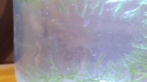 Дафния моина из сухого корма 2