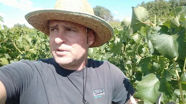 Каталог саженцев винограда на осень 2021г. смотреть онлайн