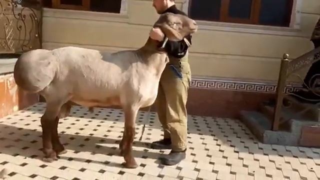 АРАШАН ПОРОДА КУЧКАР смотреть онлайн