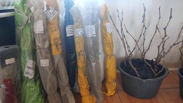 Хранение черенков и саженцев винограда зимой. смотреть онлайн