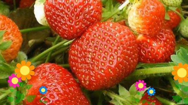 Земляника садовая Мальвина (Malvina). Краткий обзор, описание характеристик, где купить саженцы смотреть онлайн