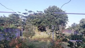 Обрезка ежевики летом - да или нет?