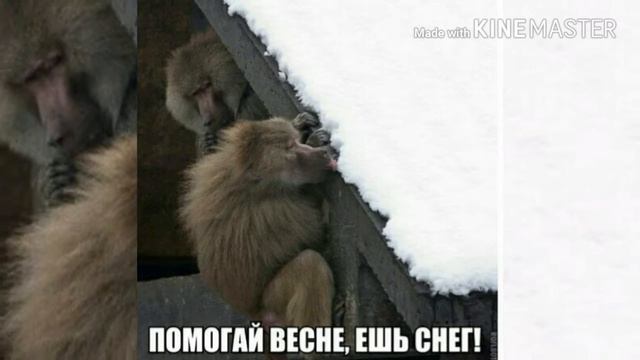 Смешные фотографии смотреть онлайн