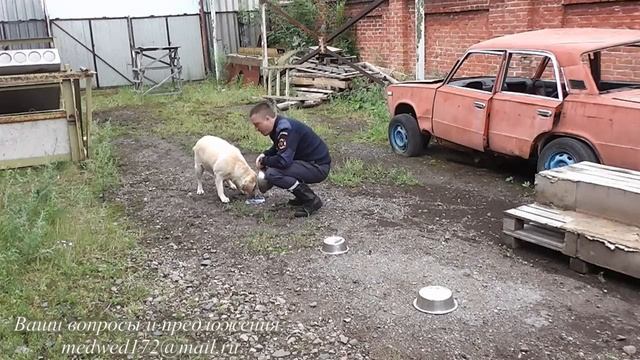 как научить собаку искать предметы смотреть онлайн