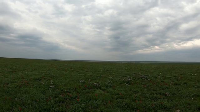 Цветение тюльпанов на берегах Озера Маныч #тюльпаны смотреть онлайн