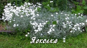 Ясколка. Дачные картинки 2022.mp4