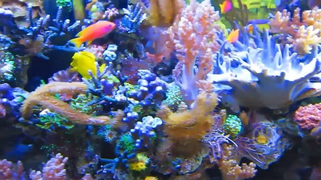 Gymnomuraena zebra, Moreia, OportoReef, Vila Nova de Gaia @OportoReef смотреть онлайн