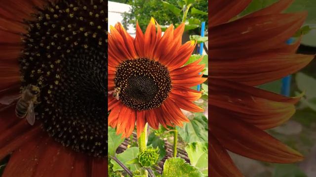 подсолнух цветы смотреть онлайн