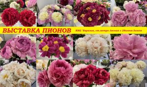 Пионы. Выставка-ярмарка “Цветочная палитра лета» в КВЦ «Евразия»,Санкт Петербург