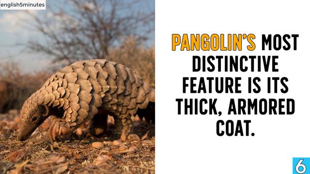 Vocabulary Englsih: African Animals Part 3 | English Words | English Vocabulary For Kids