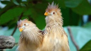 Почему кукушка подбрасывает яйца другим птицам?