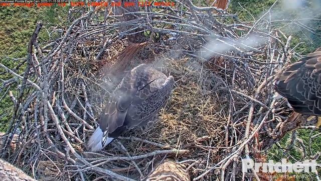 SWFL Eagles ~ M Brings Harriet A Live Fish! Nest Prep Continues With Grass, Pine & Sticks! 11.15.22 смотреть онлайн
