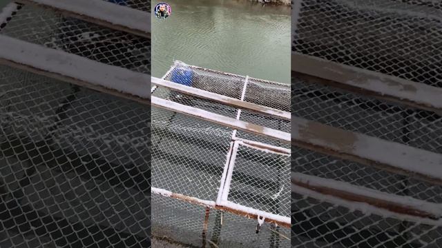 Зимовка бестера Дагестан бабаюрт смотреть онлайн