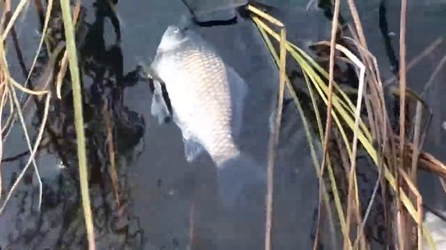 Совсем свежая рыба смотреть онлайн