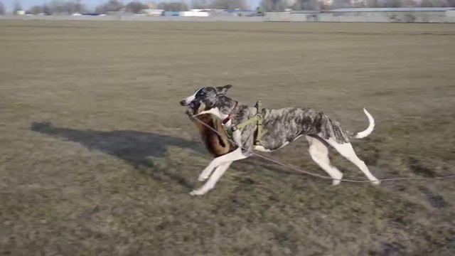 Уиппет Умка с "добычей" в зубах смотреть онлайн