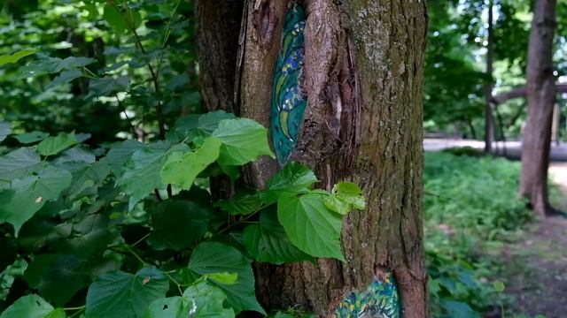 Необычные рисунки на деревьях в парке "Фили" смотреть онлайн