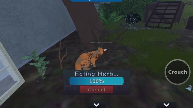 Сонишка играет с папой в Коты Воители / Roblox Warrior Cats Ultimate Edition смотреть онлайн